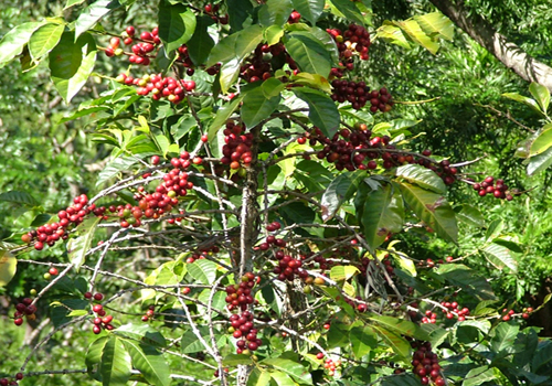 Coffee Tour Lake Atitlan
