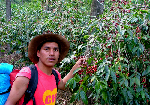 Coffee Tour Lake Atitlan