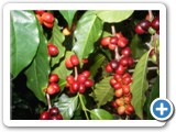 Guatemalan Coffee